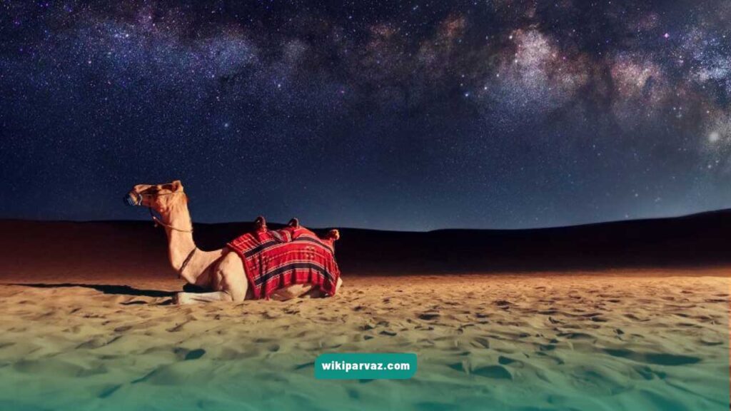 سافاری شبانه در دبی