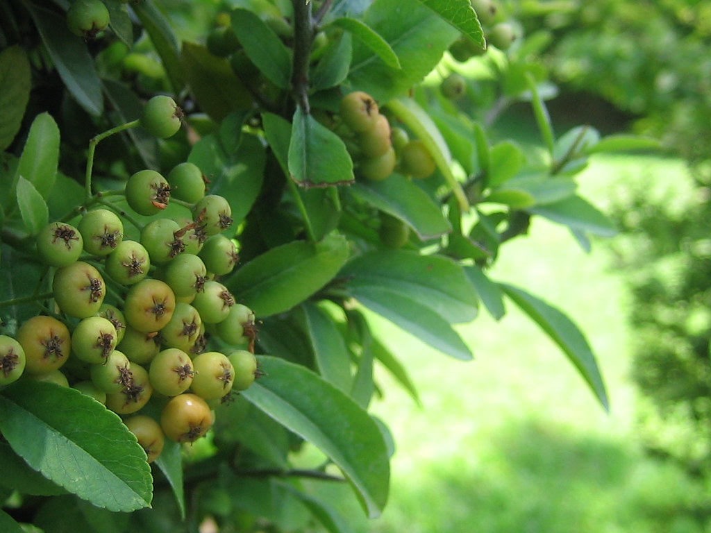 پوشش گیاهی در باغ ارم شیراز