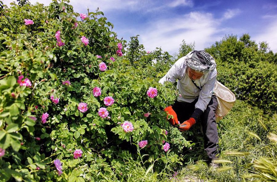 تصویر مردی روستایی در حال چیدن گل های محمدی برای گلاب گیری